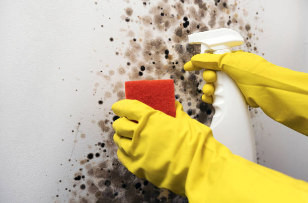 Mold Testing and Removal in Sartell, MN