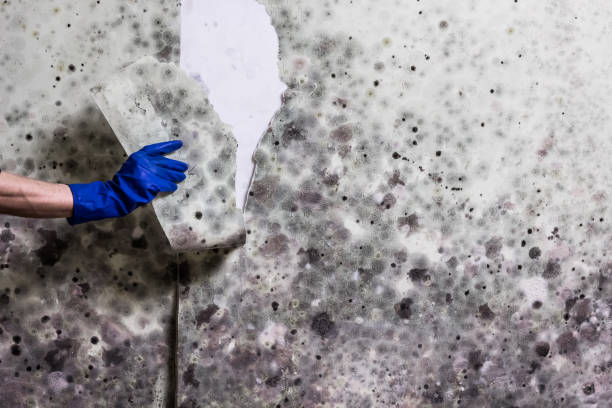 Best Certified Mold Removal  in Sartell, MN