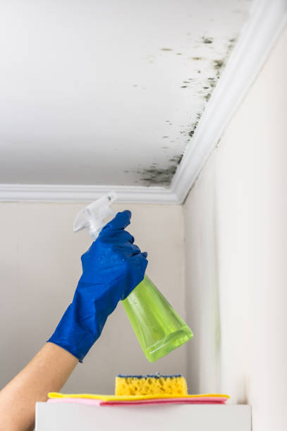 Mold Removal Process in Sartell, MN
