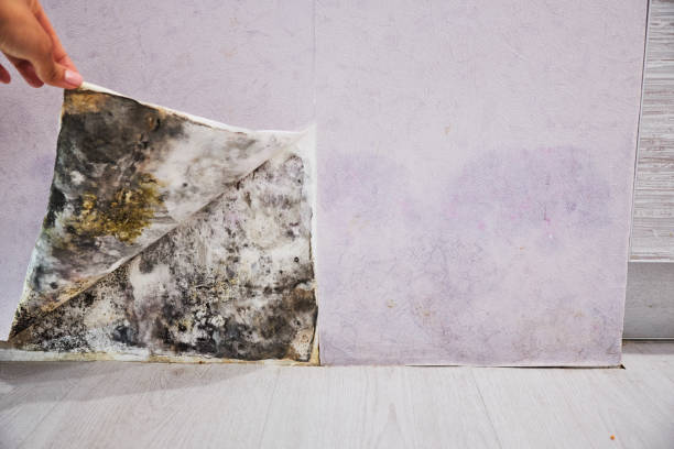 Best Emergency Mold Removal  in Sartell, MN